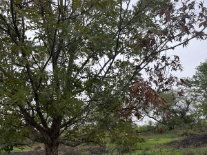 A pecan tree with some branches with healthy leaves and one large branch with brown, dying leaves.