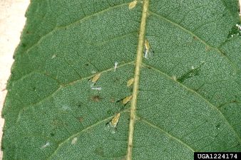 Several Blackmargined aphids feed on the underside of a pecan leaf.