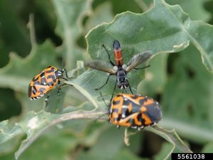 A fly feeds on a orange and black stink bug on a leaf.