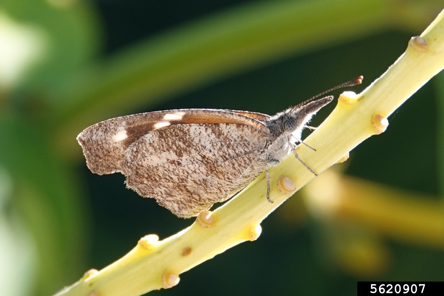 An adult American snout butterfly on a stem.