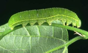 A bright green caterpillar—the larva of the American snout butterfly—crawls along a leaf stem with a big green leaf in the background.