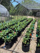 Rows of potted pecan seedlings grow under a shade cloth.