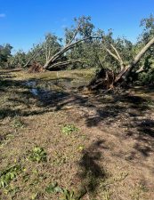 A row of mature pecan trees completely uprooted and toppled over by Hurricane Helene. The orchard floor has standing water and mud, and there are leaves and green shucks scattered about.