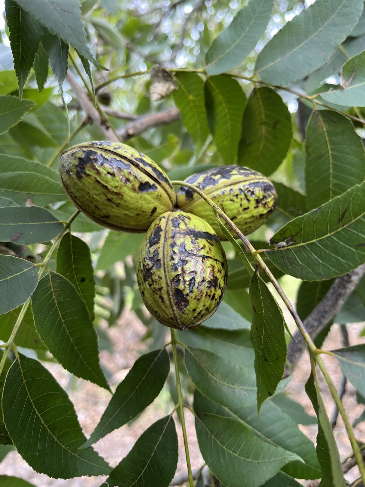 A nut cluster that has been damaged by Hurricane Helene. The green shucks are closed tight and covered in black bruises and cuts.