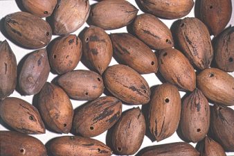 Pecan shells with small round holes in them, signaling a weevil infestation.