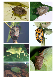 A photo gallery of various stink bugs.
