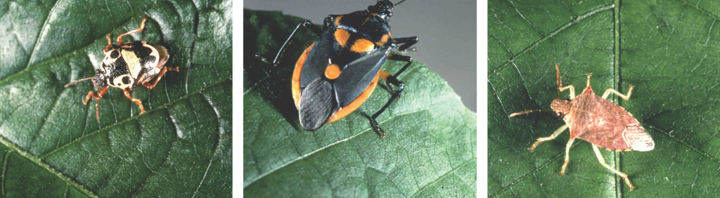 Three photos of predatory stink bugs.