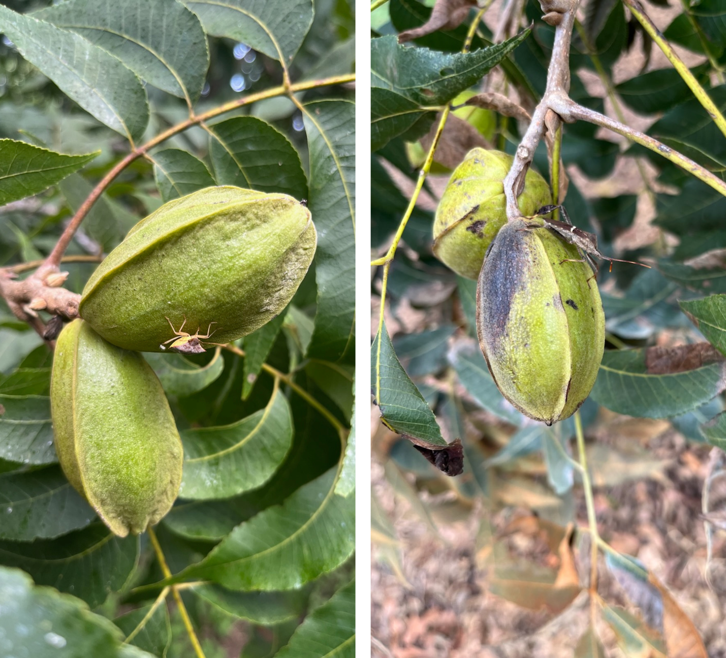 Two images of bugs on a nut cluster. The image on the left shows a small stink bug crawling up on a green shuck from between the center of the clusters. The photo on the right has a leaffooted bug crawling along a shuck that has black splotches.