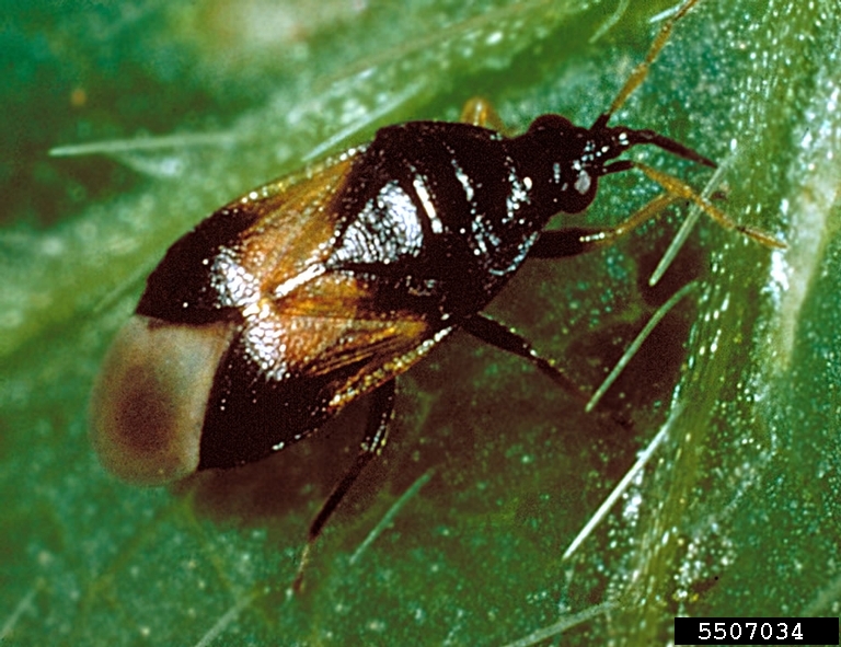 Producers Insects Beneficial Insect Series Spotlight: Minute Pirate Bugs, Plant Bugs, and ...