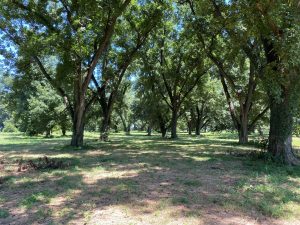 A native pecan grove with a silvopasture system. The trees are well spaced and there's a cover crop growing on the orchard floor.