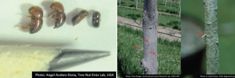 Some of the species of ambrosia beetle that can be found infesting pecan trees (left photo). Toothpicks of compacted sawdust protruding from a tree are a sure sign of an ambrosia beetle attack (right photo). Photo Credit: Angel Acebes-Doria- USDA Agricultural Research Service (left photo); Chris Ranger- USDA Agricultural Research Service and G. Keith Douce- University of Georgia (right photo).