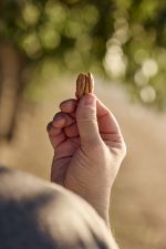 Man holding pecan