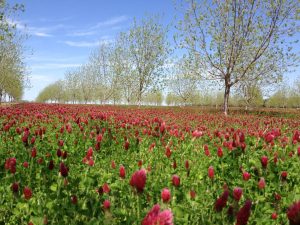 Pecan orchard and crimson clover in springtime (Image by Lenny Wells)
