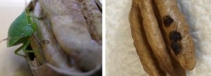 Adult green stink bug feeding on a pecan kernel (Left). A pecan kernel showing stink bug feeding injury, kernel spot (Right). (Photos provided by Ted Cottrell)