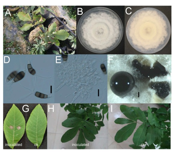 Figure 1A. Leaf spot disease on Carya illinoinensis and morphology of Neopestalotiopsis chrysea. (A) Infected Carya illinoinensis leaves; (B-C) fungal colony on PDA (Potato dextrose agar-a medium used in the laboratory for culturing microbes, especially fungi), 5 d growth from single conidia, from above and below; (D) conidia; Bars of D=10mm; (E) conidiogenous cells; Bars of E=10mm; (F) conidial masses; Bars of E=200mm; (G) pathogenicity test; leaf spot symptoms on detached leaves; (H-I) leaf spot symptoms on potted seedlings. (Pictures and picture description were obtained from Wu et al., 2020)