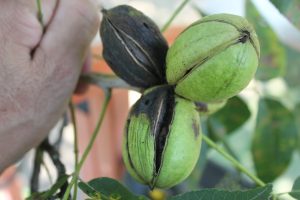 A cluster of pecan nuts with hickory shuckworm damage to the shuck. (Photo provided by Ted Cottrell)