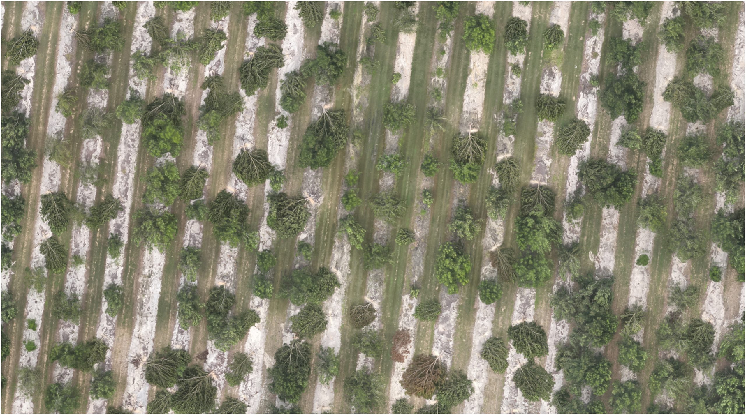 Ortho-mosaic derived from uncrewed aerial system (UAS) illustrating damage to pecan orchards in south Georgia, USA following impacts from 2023 Hurricane Idalia. image with credit to Dr. Jeff Cannon.