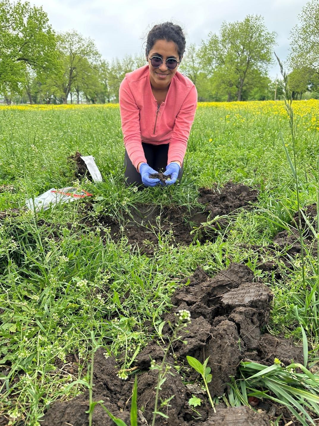 Figure 1. Collection of root and rhizosphere soil samples from pecan trees for microbial study (OSU Ph.D. candidate Amandeep Kaur).