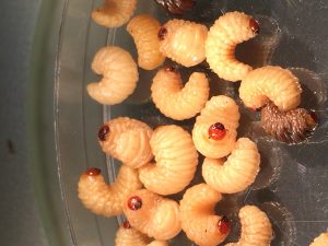 Pecan weevil larvae. (Photo provided by Ted Cottrell)