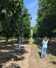 Figure 1. Checking pheromone baited traps regularly will establish when pecan nut casebearer flights begin in an orchard. (Photo by Kristen Bowers)