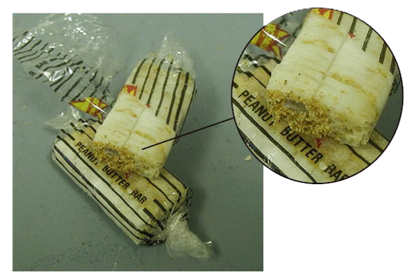 Indian meal moth infested this peanut butter candy bar; the larvae are occupying the front end of these bars and got in through the bad packaging. (Photo by Bill Ree)