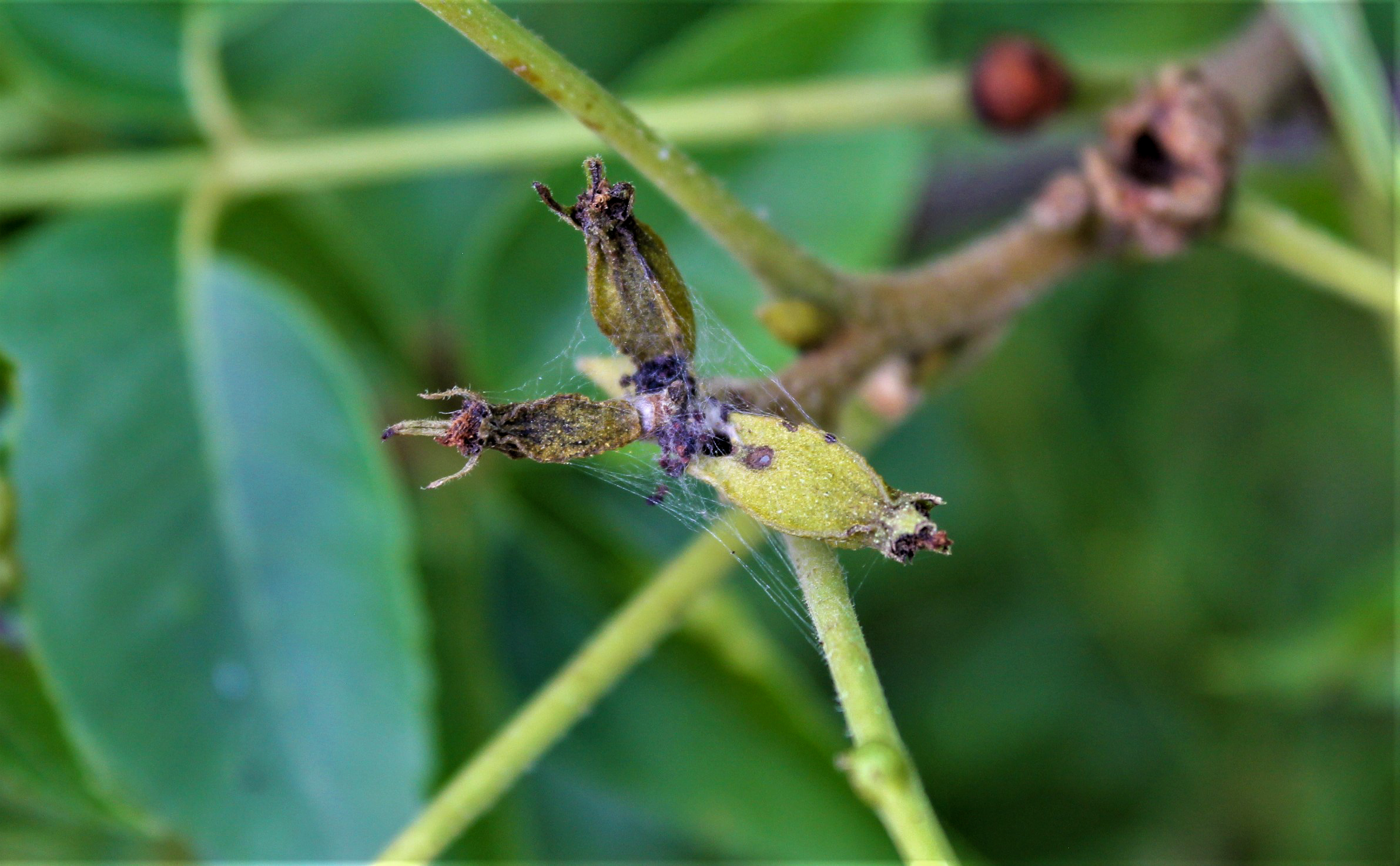 Pecan nut cluster damaged by larval pecan nut casebearer. (Image provided by Ted Cottrell)