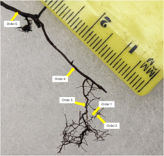 Image 1. Order of root system (Image provided by Stephanie Adams)