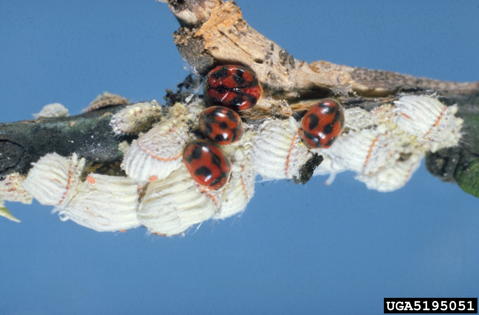 Use of the vedalia lady beetle (Novius cardinalis) to control cottony cushion scale (Icerya purchasi) on citrus is often cited as one of the first big biological control success stories. Photo Credit: Jeffrey W. Lotz, Florida Department of Agriculture and Consumer Services, Bugwood.org