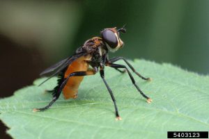 Feather-legged fly (Trichopoda pennipes) (right), a parasitoid of stink bugs and leaf-footed bugs, are examples of parasitoids that attack pecan pests. Photo Credit: Kyle Slusher, Texas A&M AgriLife Extension Service (left), Russ Ottens, University of Georgia, Bugwood.org (right).