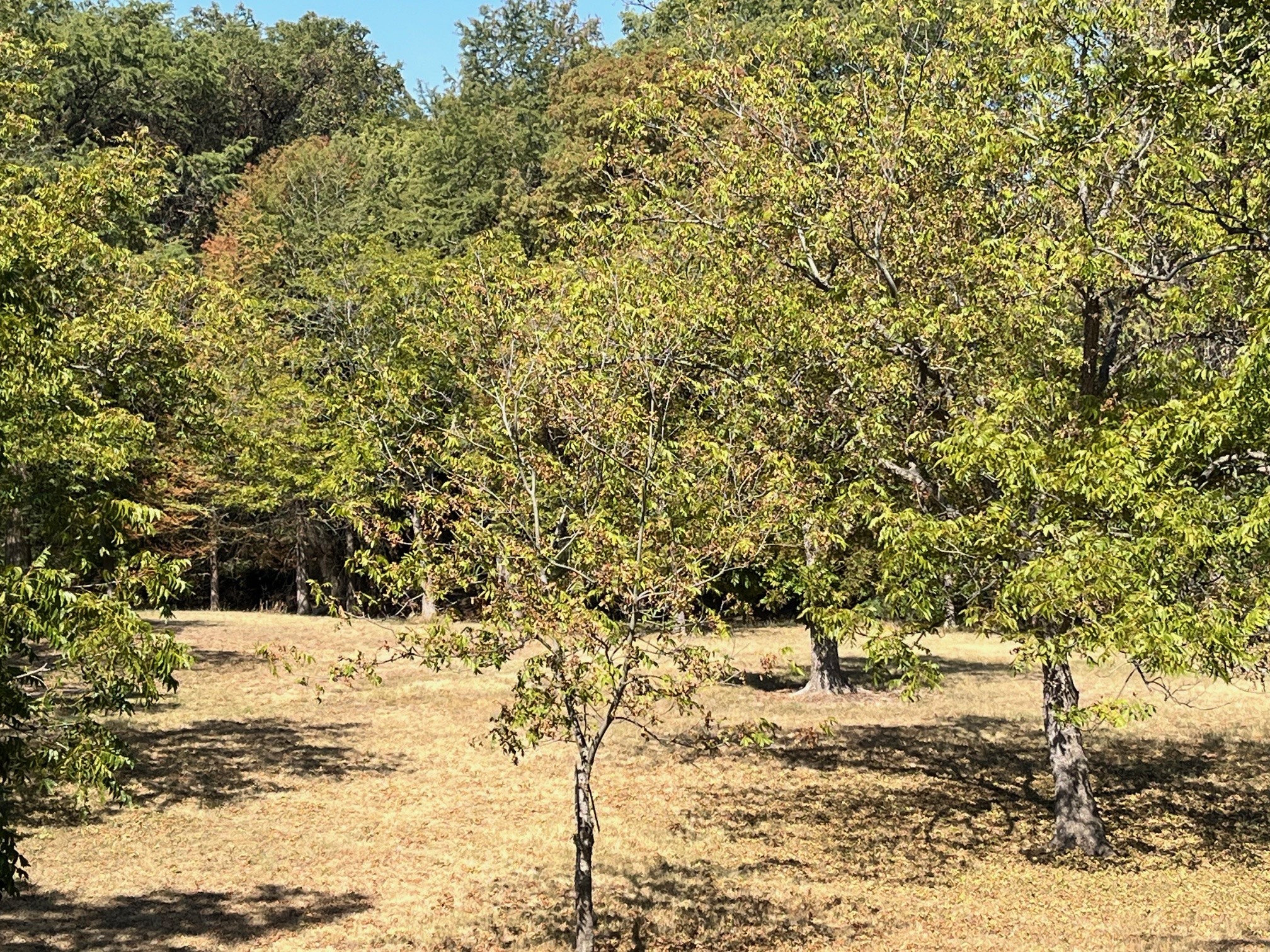 Drought stressed trees. (Image provided by Larry A. Stein)