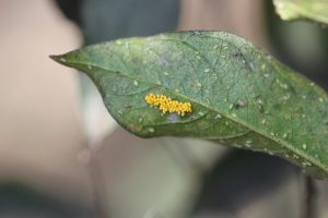 Lady Beetle eggs laid near aphids when aphids are abundant. (Photo credit by Ted Cottrell)