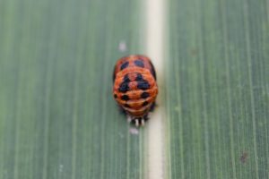 A pupa of the multicolored Asian lady beetle. (Photo credit Ted Cottrell)