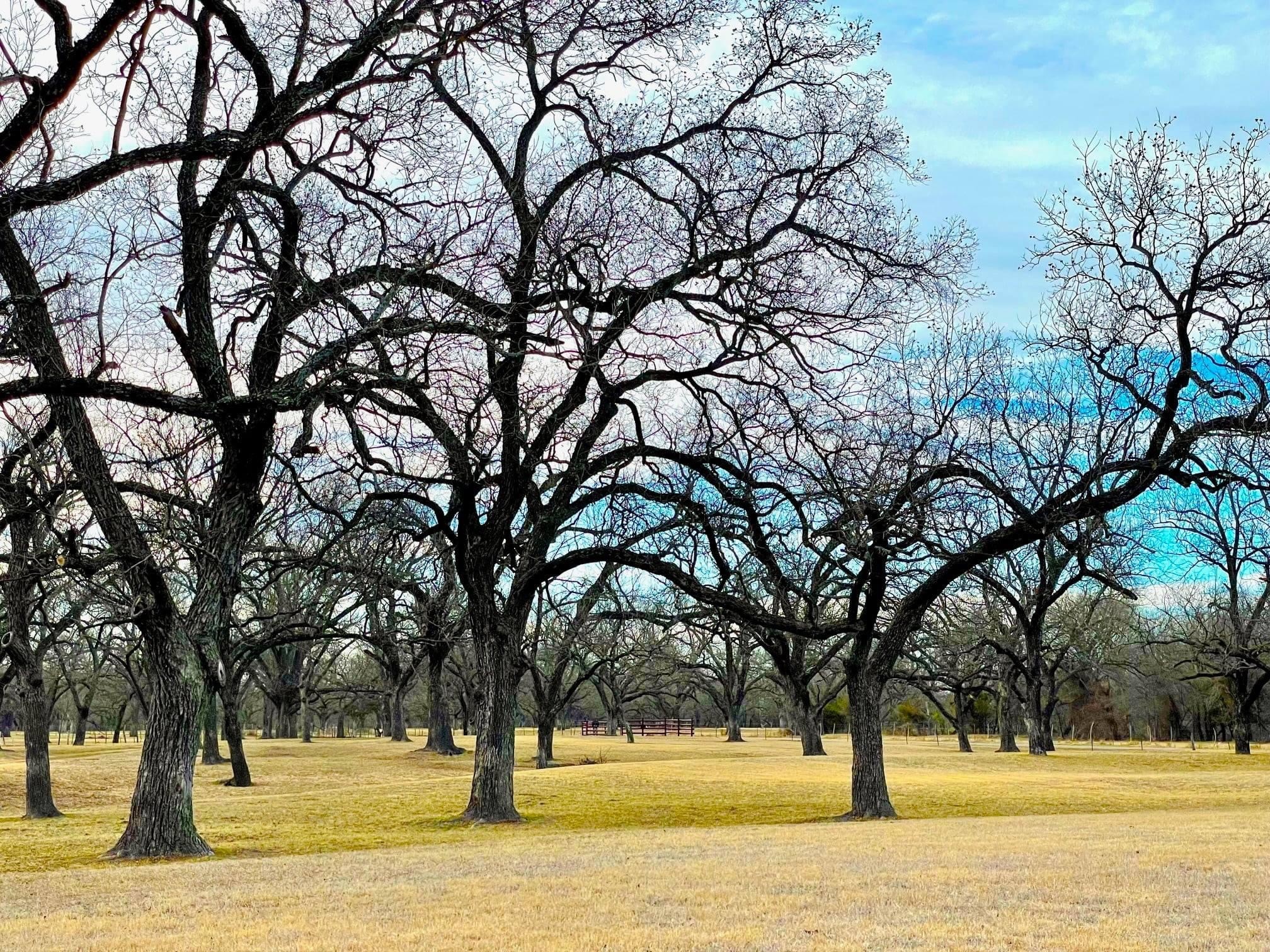 Image taken at Oliver Pecan Orchards. Pecan trees lining the San Saba River, home to generations of Texas growers. Image provided by Maria Acosta