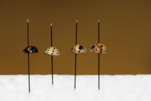 The color morphs of the ashy gray lady beetle. The two lady beetles on the left are the most common forms found in nature. (Photo credit by Ted Cottrell)