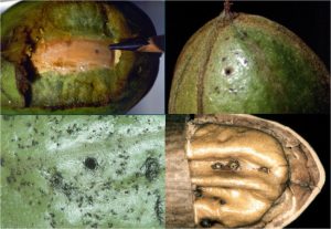 Puncture and tracking damage caused by adult female pecan weevil chewing and ovipositor scaring on the pecan shuck, shell, and kernel. (Photo credit: Allen Knutson (top row), Jerry A. Payne, USDA Agricultural Research Service, Bugwood.org (bottom row))