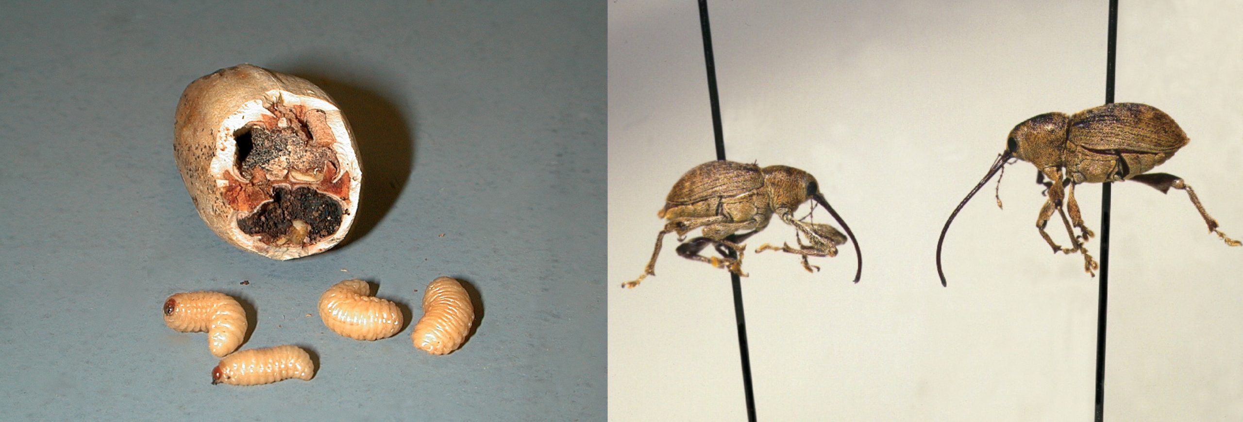 Pecan weevil larvae are short, thick-bodied, and legless with a yellow to cream colored body and a reddish-brown head. 2-4 eggs are laid per pecan nut, and the larvae will feed on the kernel (left). Pecan weevil adults exhibit sexual dimorphism (the male and female look different); the female is larger and possess a longer ‘nose’ while the male is slightly smaller in size and has a smaller ‘nose’. (Photo Credit: Bill Ree)