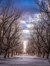 Second place winner is "Frosty Pecans" submitted by Danny Marquez on Ivey Farms in Tornillo, Texas