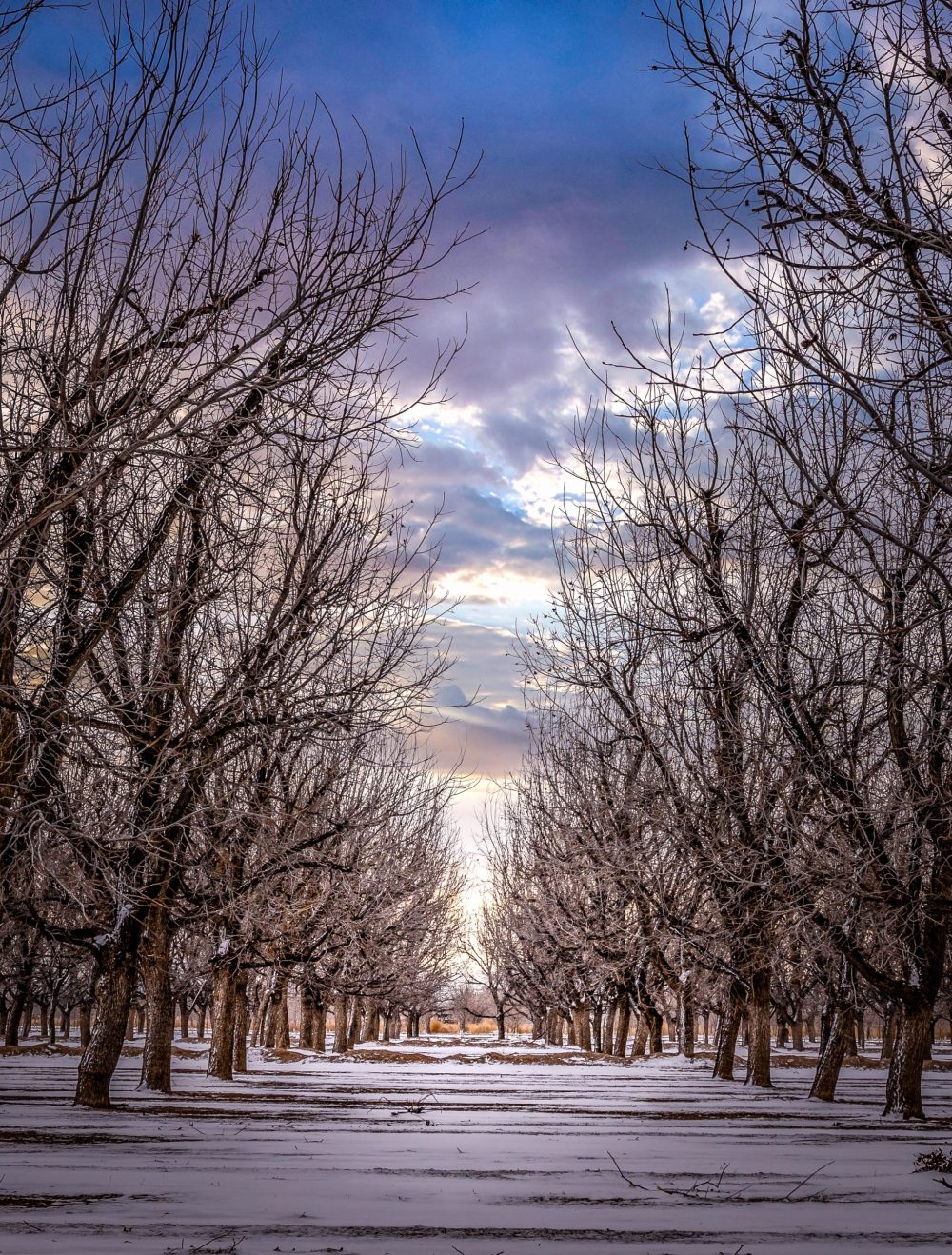 Second place winner is "Frosty Pecans" submitted by Danny Marquez on Ivey Farms in Tornillo, Texas
