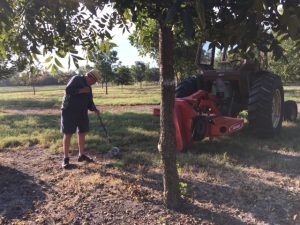 Jim using a rolling nut harvester to pick up pecans. (Photo submitted by Jim Luscombe)