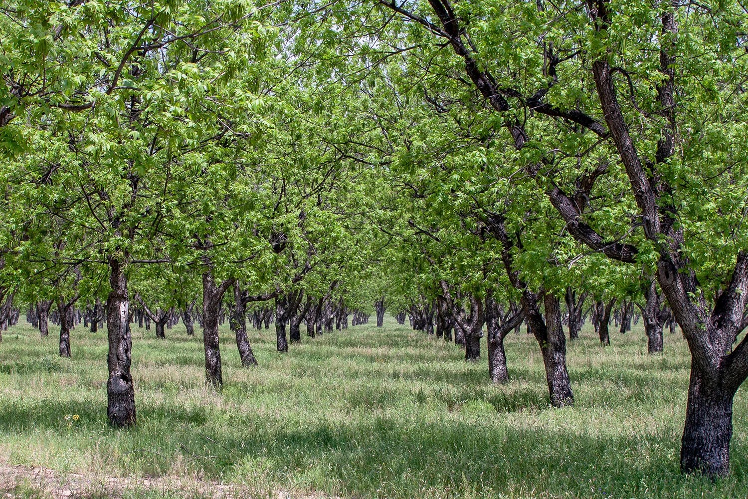 Intentionally planted pecan orchard (Photo submitted by Jim Luscombe)
