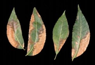 Pecan bacterial leaf scorch. (Photo credit: Lenny Wells, University of Georgia)