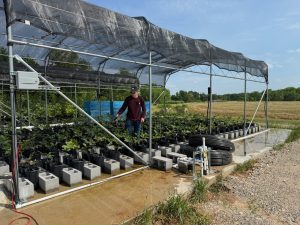 A Texas A&M student worker inoculating pecan breeding lines with a leaf scab spore solution (Photos provided by Warren Chatwin)
