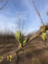 Pecan buds during 2024 bud break on April 12, near Las Cruces, NM. (Photos submitted by Richard Heerema)