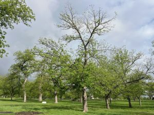 Choctaw pecan tree slow to leaf (Image by Larry Stein)