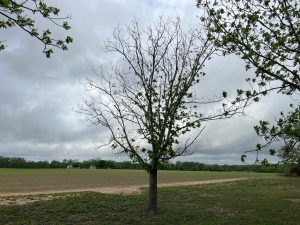 Upper‑canopy dieback caused by drought. (Image by Larry Stein)