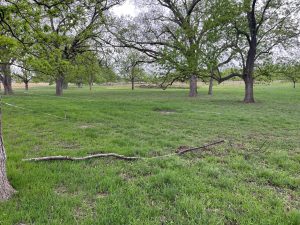 Shaded‑out limb dropped to the ground. (Image by Larry Stein)