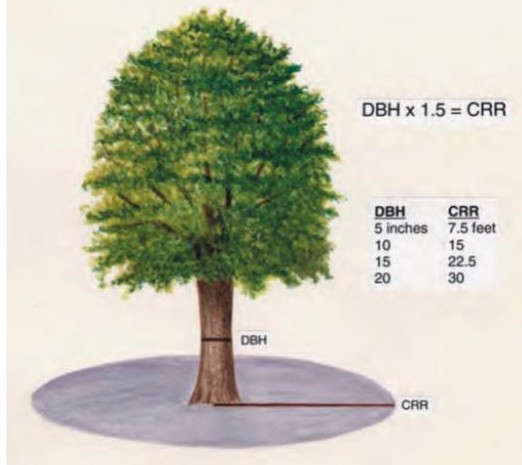 Image 1. Critical root radius : The CRR is used to define the portion of the root system nearest the stem that is critical for stability and vitality of the tree. This area is usually beyond the dripline of the tree. The radius of this circular area is defined as CRR (in feet ) = DBH x 1.5. Pokorny, et al. 2003. (Graphic provided by Stephanie Adams)