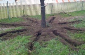 Image 2. Once radial trenches are opened using an air tool, amended soils can be backfilled. (Photo courtesy of AirSpade, 2016)