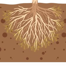 Mycorrhizal fungi (represented in yellow) form a supportive network around the roots. (Graphic by Pecan South)