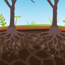 Mycorrhizal fungi (represented in white) form a supportive network around the roots. (Graphic by Pecan South)